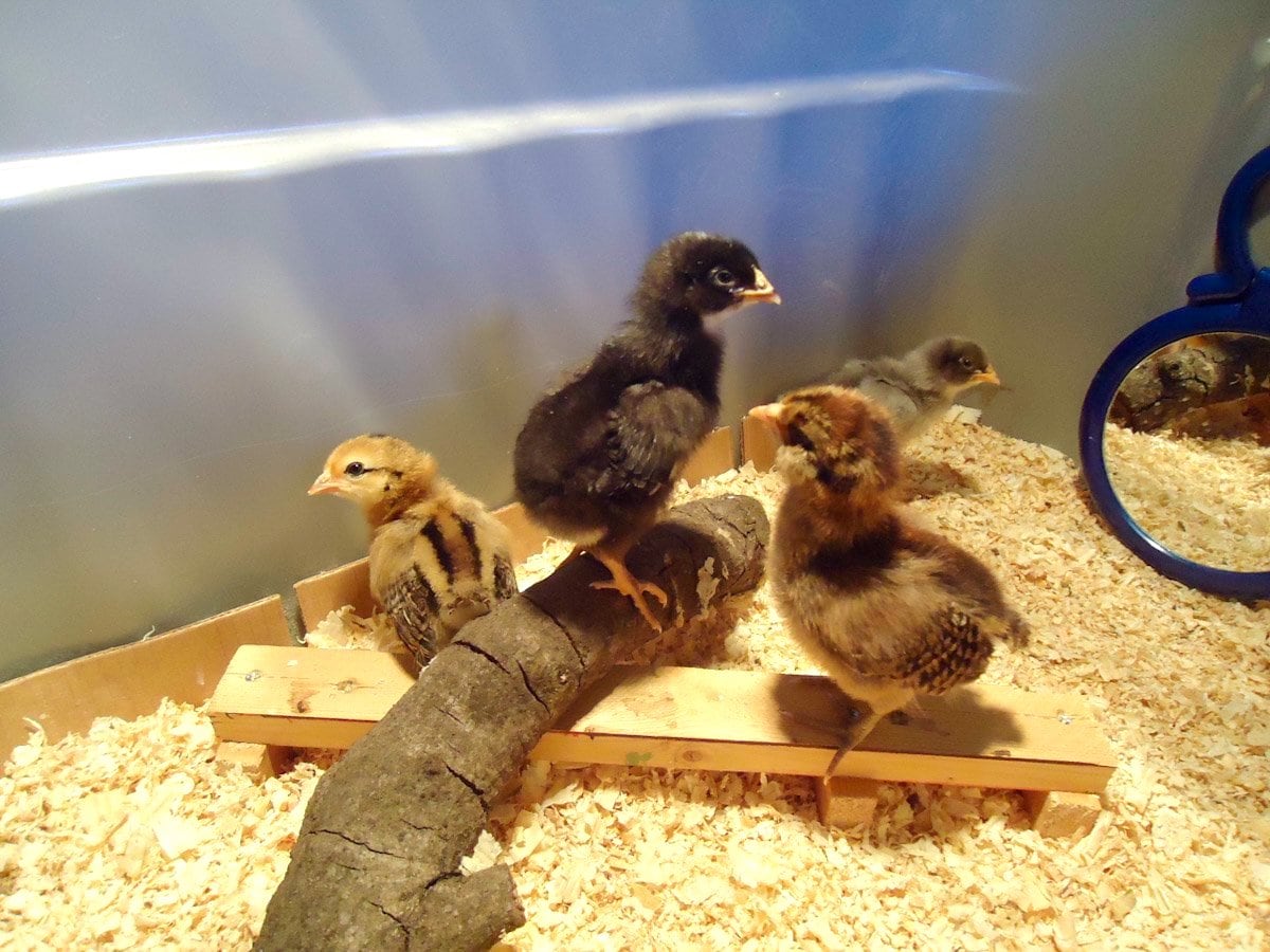 How to Set Up a Chick Brooder: Temperature Chart and Supplies