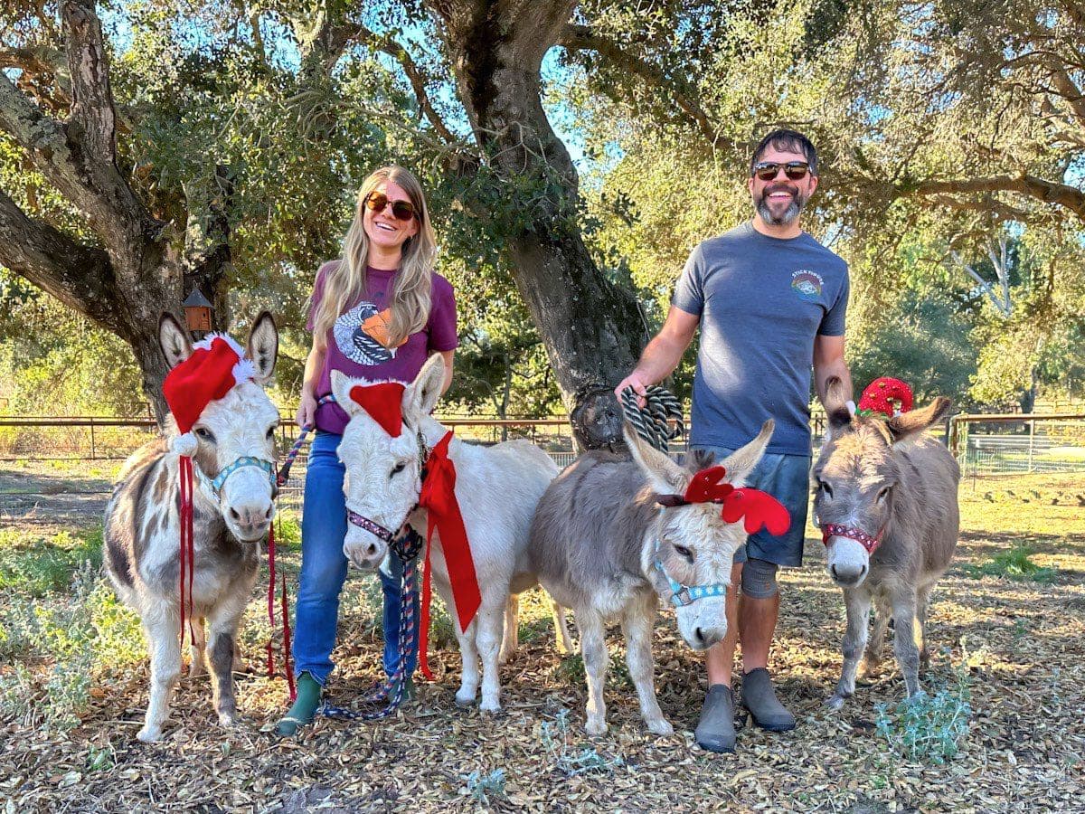 A man and a woman are standing with four miniature donkeys who are wearing halters and are on lead ropes. Two of the donkeys are wearing a Santa Clause hat while the other two are wearing reindeer antlers.