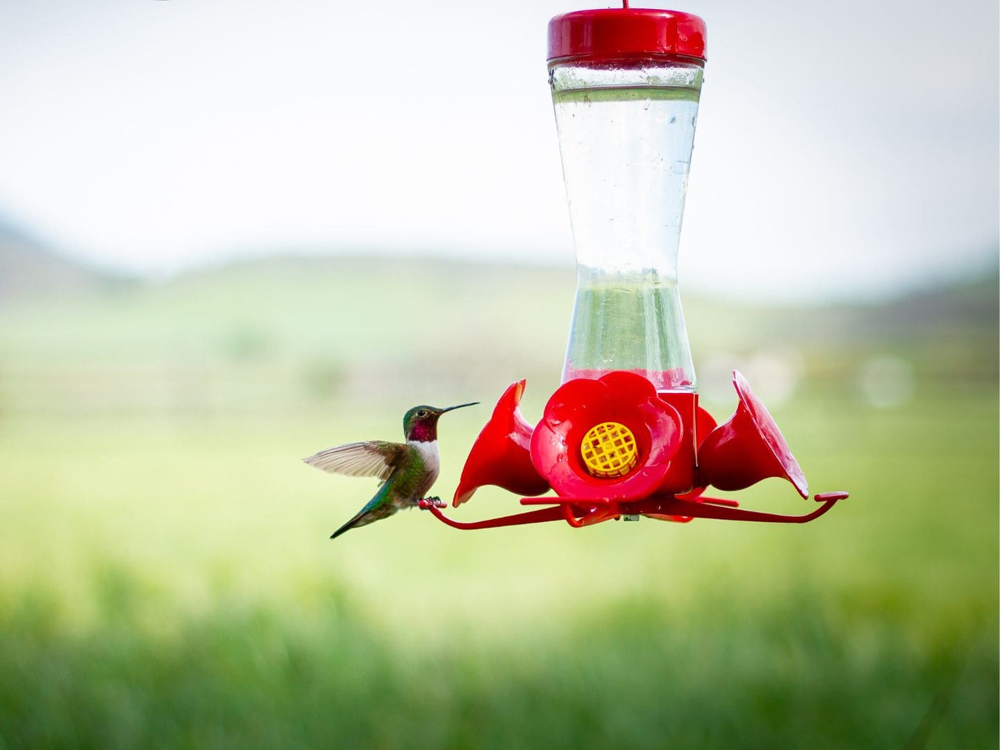 A hummingbird is perched on a red feeder with large fake flowers with yellow centers.