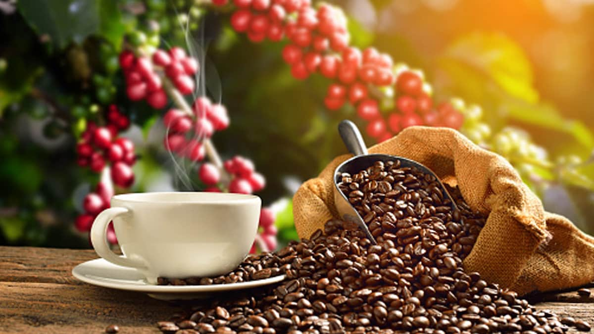 A Coffee Lovers Guide To Coffee From Various Regions Of India