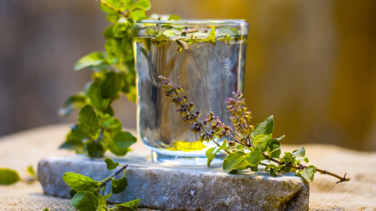 5 Lesser-Known Health Benefits Of Consuming Tulsi Water Every Day