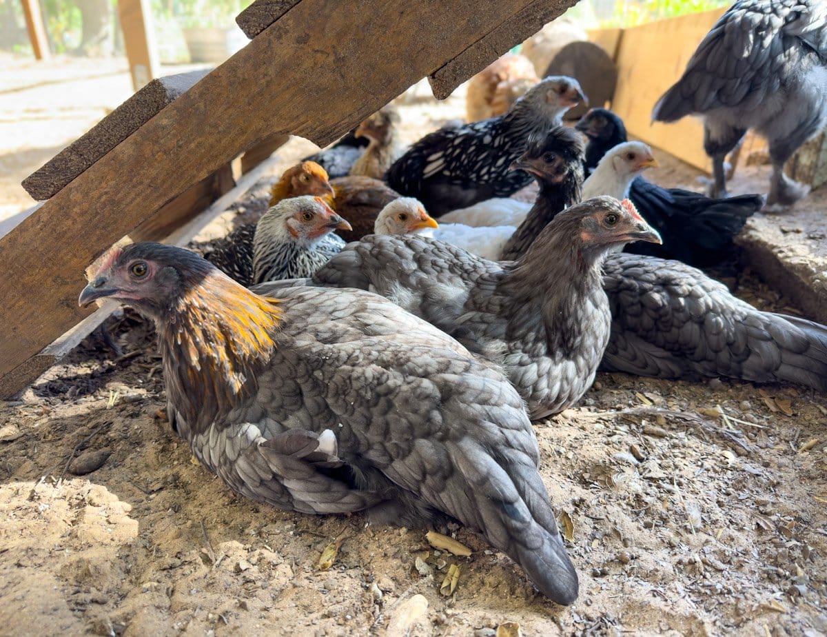 Many young pullets are laying around underneath a leaning pallet.