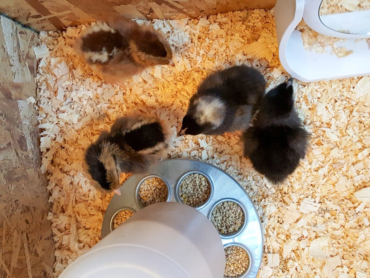 An above image of four baby chicks surrounding a small feeder.