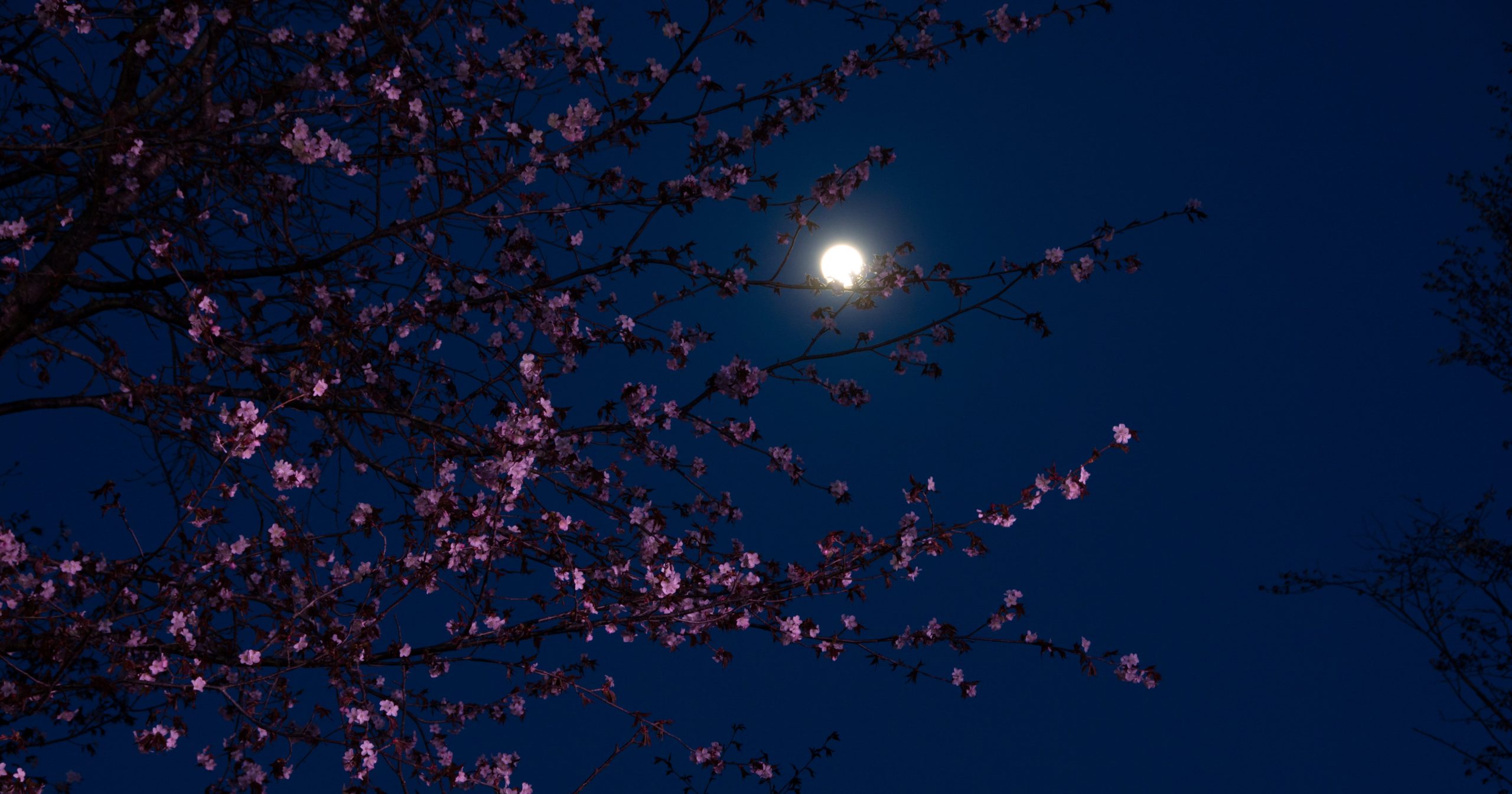 April's Pink Moon Is Encouraging You to Explore Your Sensuality