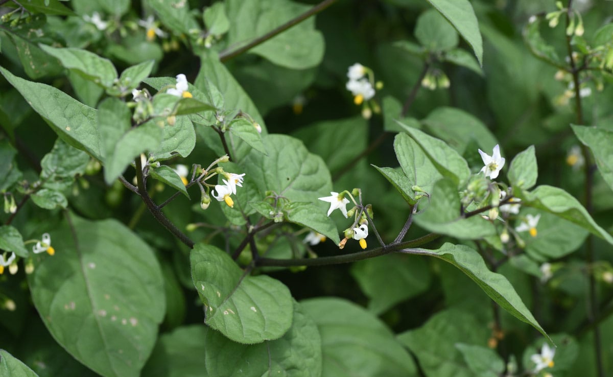 Cooking With Black Nightshade: Try These South Indian Recipes With Manathakkali Keerai