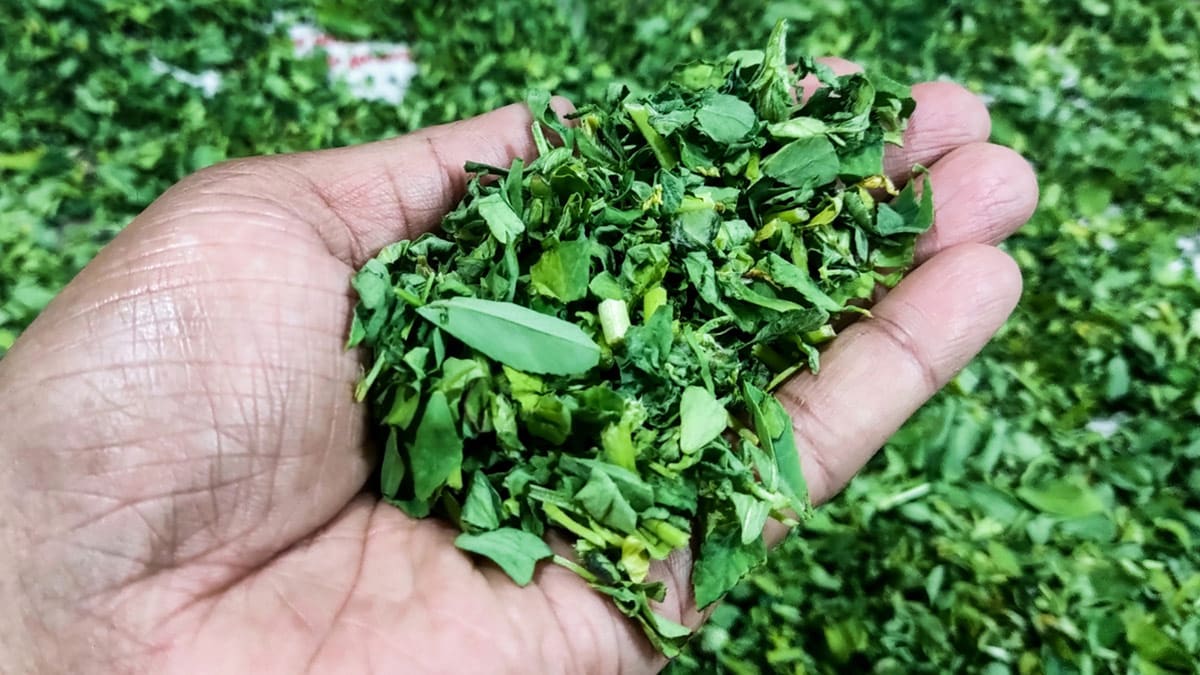 5 Fenugreek Leaves Substitutes You Didn't Know You Could Use In Kitchen