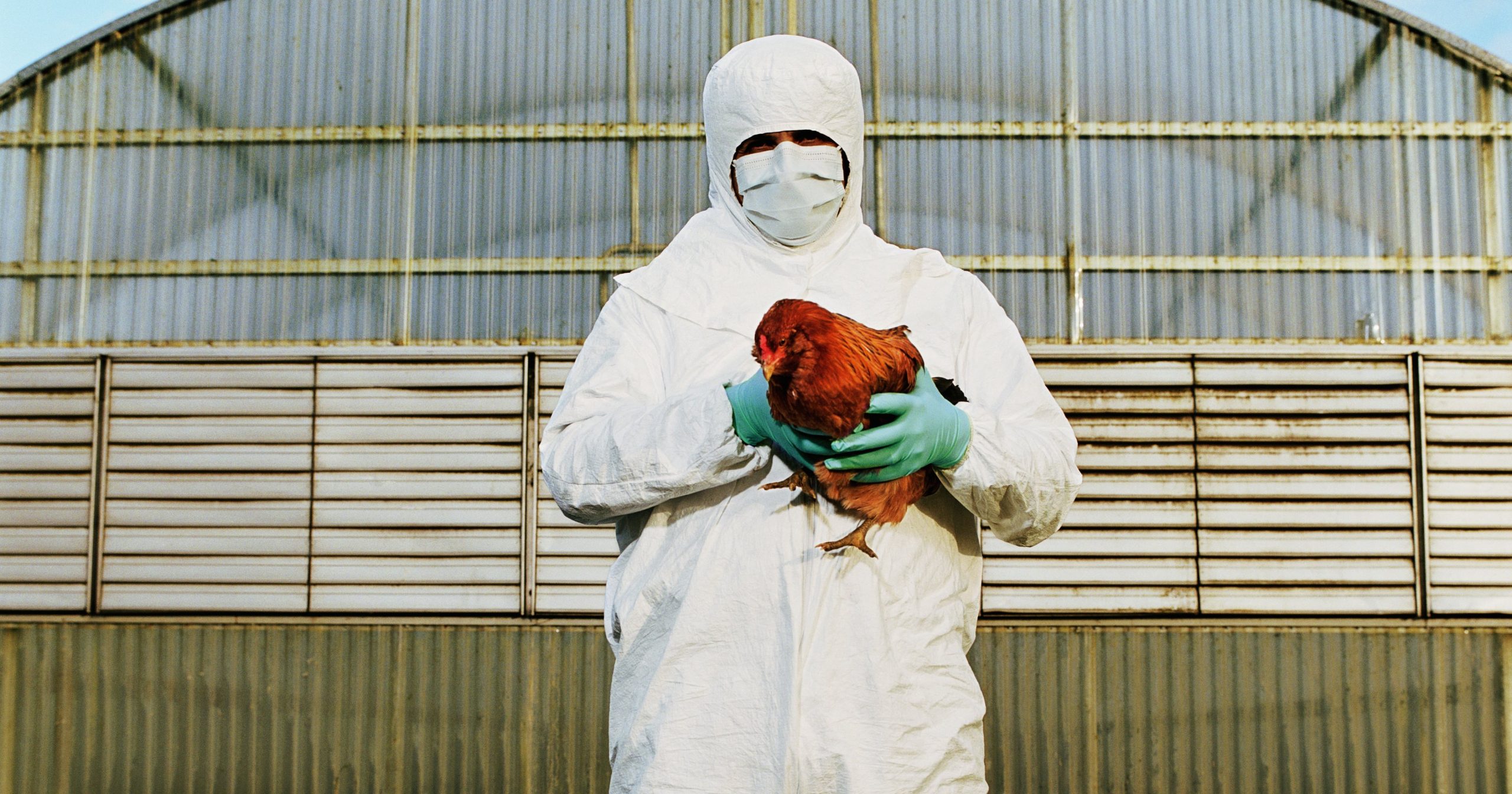 Bird Flu Has Spread to Cattle. Should Humans Be Concerned?