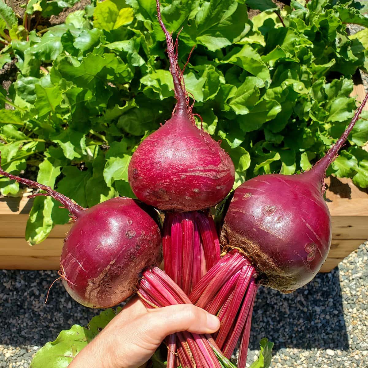 Three round, red beets are held in a bunch over the raised bed full of growing beet roots and their greens.