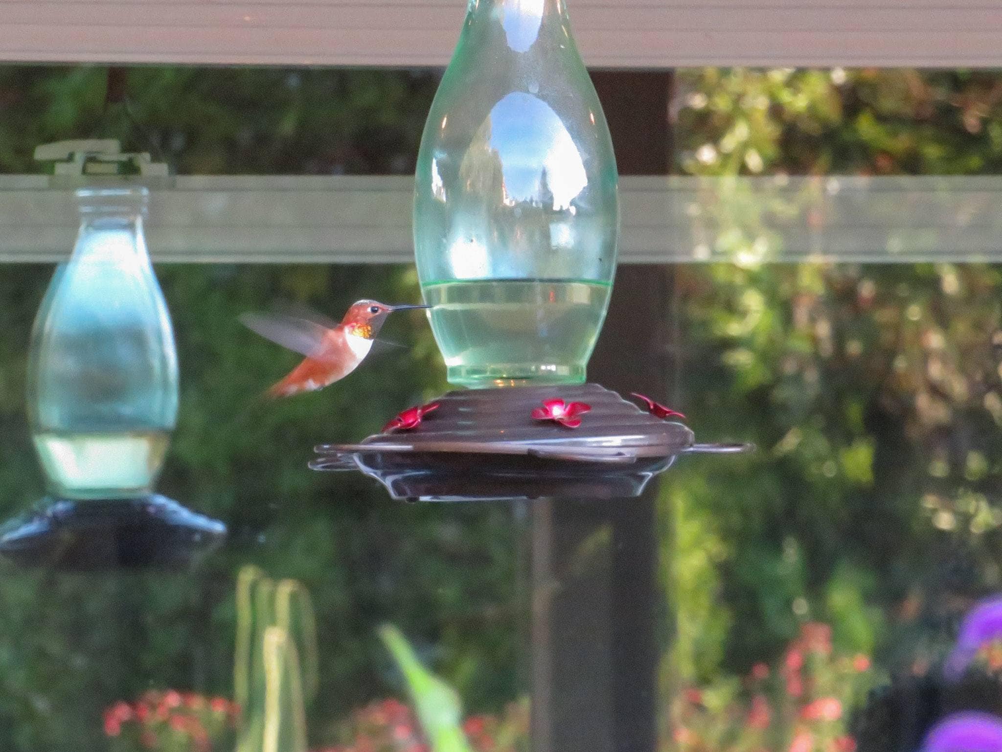 A hummingbird is fluttering next to a feeder which is partially filled with sugar water.