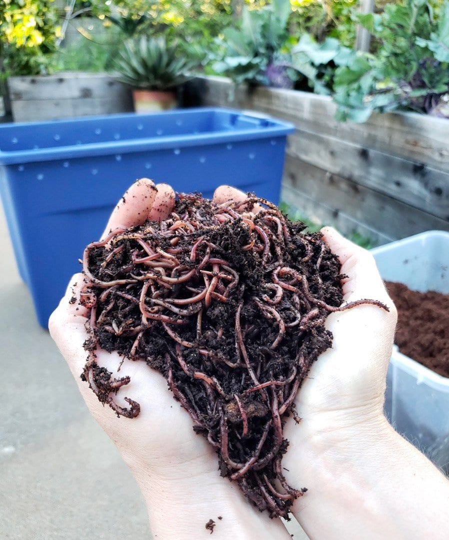 Vermicomposting 101: How to Make a Simple Worm Compost Bin