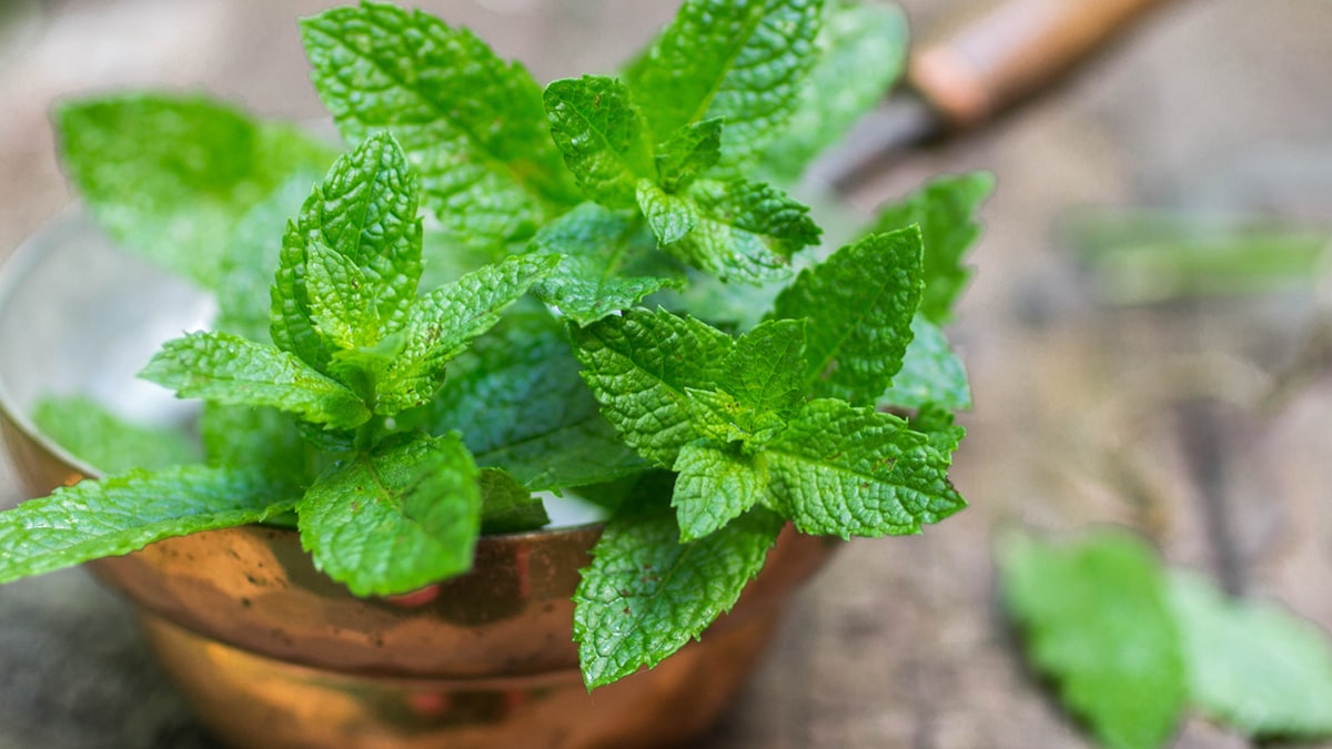 5 Easy Ways To Include More Mint In Your Diet