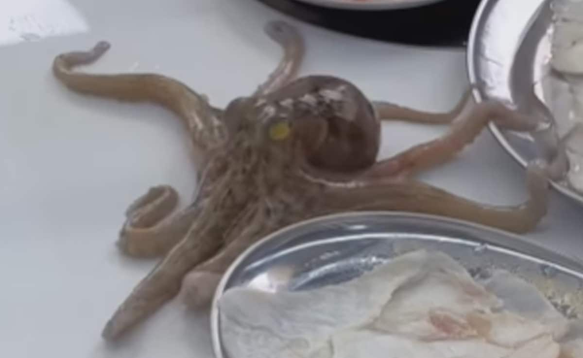 “Gosh, Disgusting!” Internet Recoils To Octopus Crawling Across A Kitchen Table