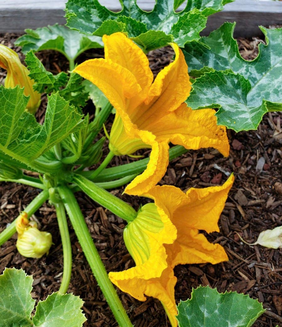 Zucchini flowers are forming on a squash plant. Some of the flowers are male and a few are female flowers attached to the ends of small zucchini.