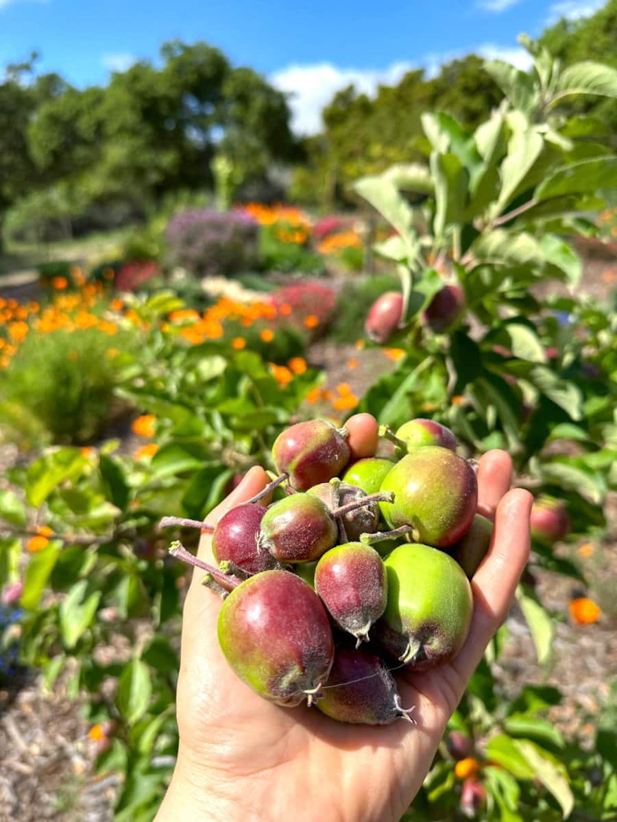 A hand is held out which contains many small inedible nectarine fruit. Beyond is a small fruit tree from which the fruit came.