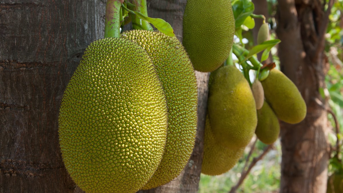 Jackfruit Health Benefits: Dietician Shares How Katthal Can Prove Beneficial For Your Eyes