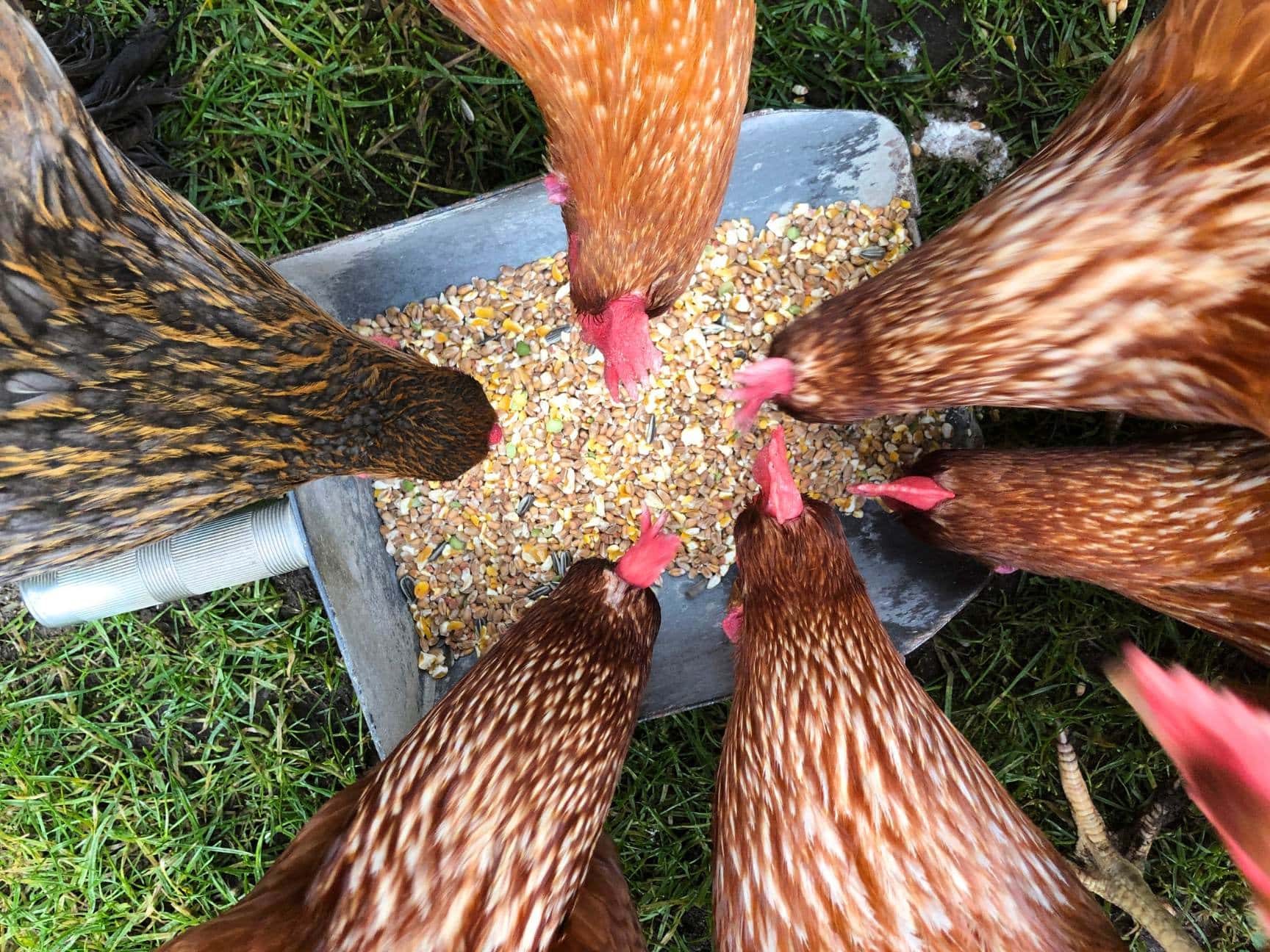 Many chickens have their heads inside a tote with full grain feed or treats.